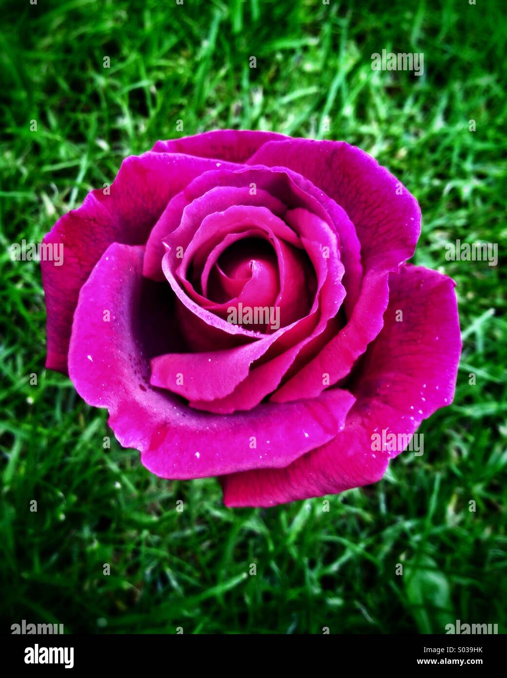 Purple rose on grass - Smartphone Captured Stock Image