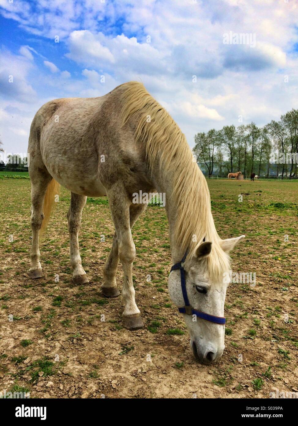 White horse on the pasture on a ranch - Smartphone Captured Stock Image
