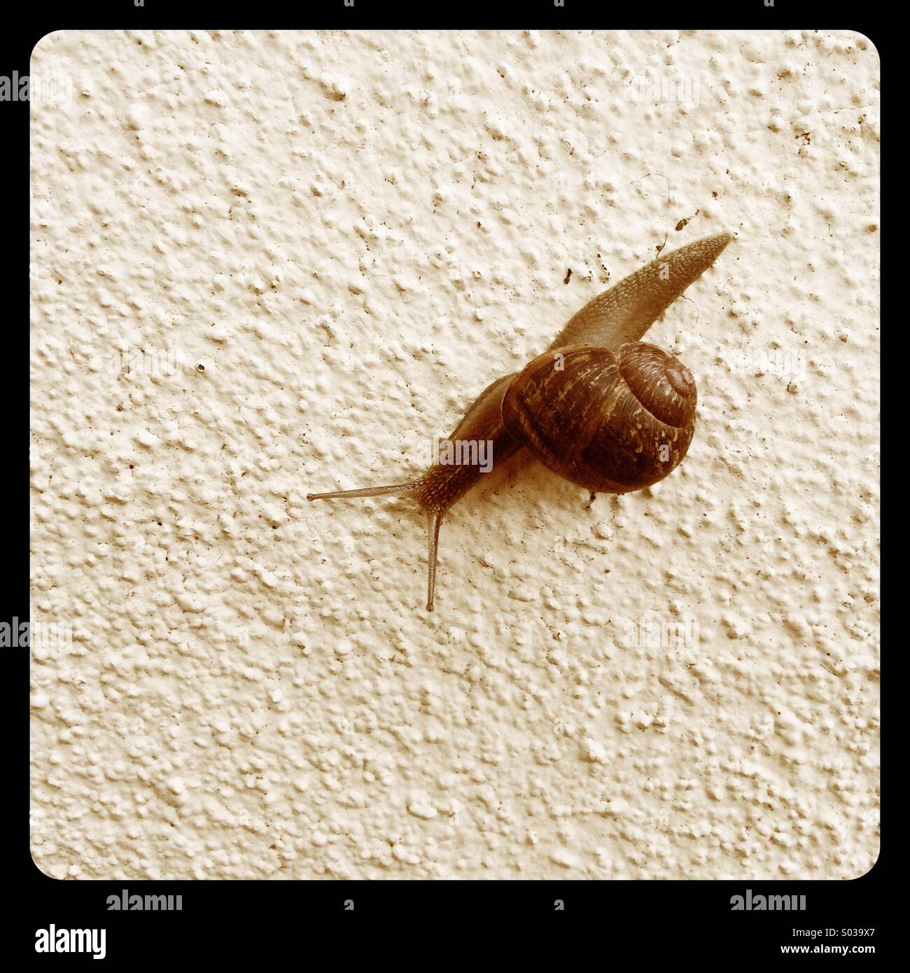 Slow as a snail - Smartphone Captured Stock Image