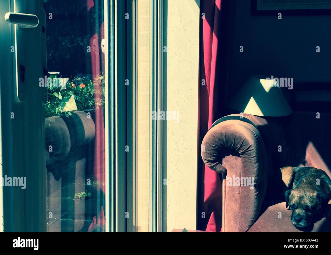 Border terrier dog  lying in sun on an old sofa with reflection in window - Smartphone Captured Stock Image