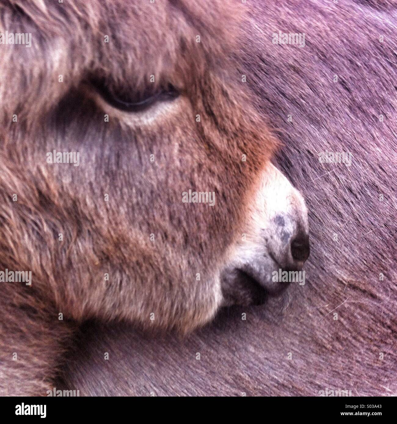 Baby donkey foal peacefully rests its head against the warm fur of its mother, creating a moment of tranquility. - Smartphone Captured Stock Image