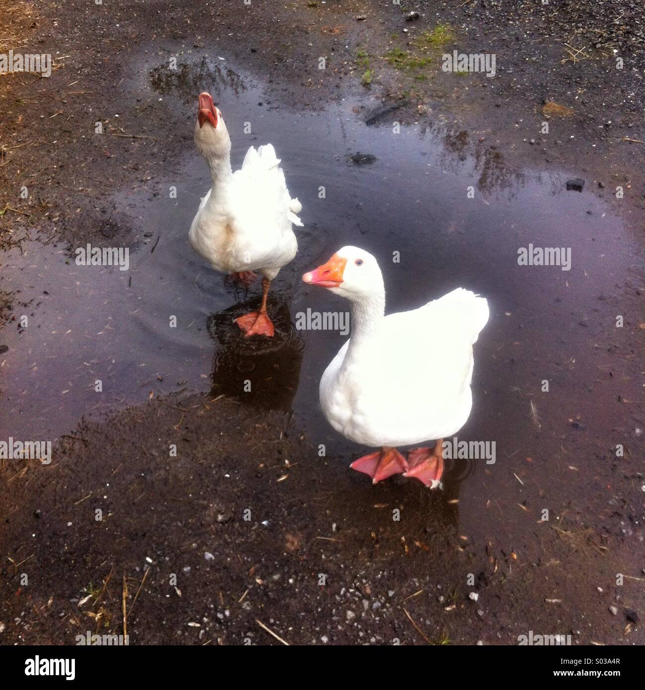 Farmyard geese - Smartphone Captured Stock Image