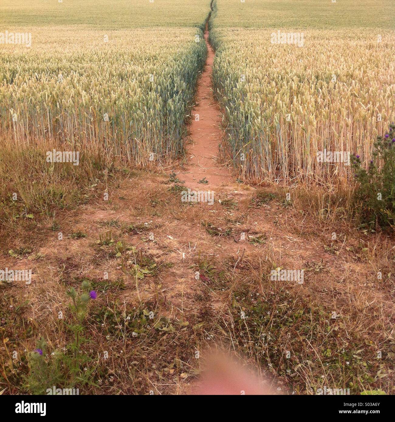 A pathway to where Stock Photo