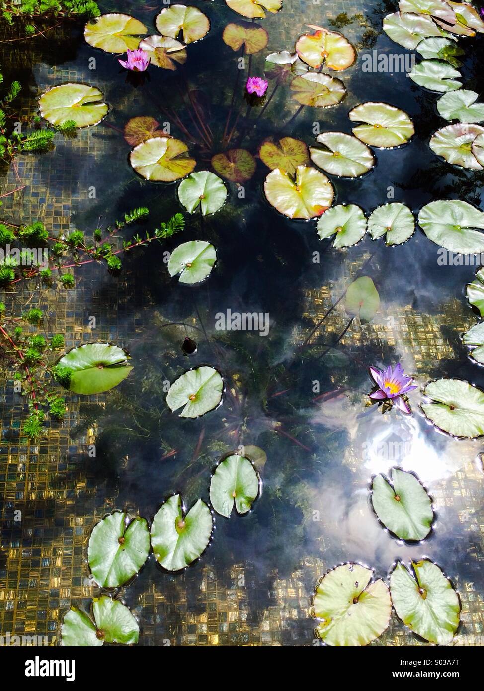 Lily pond - Smartphone Captured Stock Image