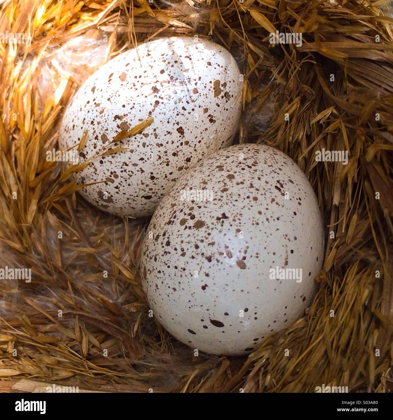 Speckled eggs - Smartphone Captured Stock Image