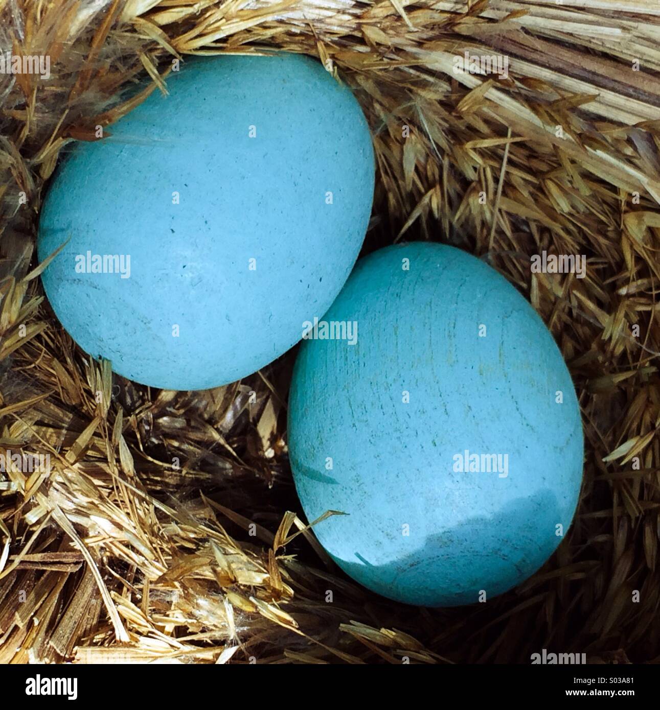 Blue eggs in nest - Smartphone Captured Stock Image