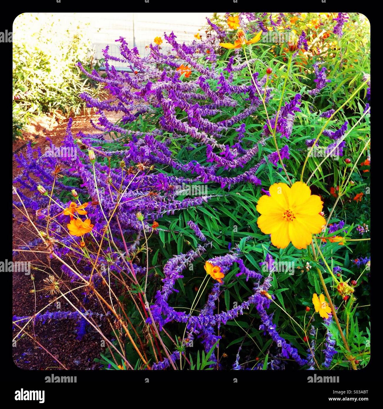 Fall flower garden, sage and marigold Stock Photo