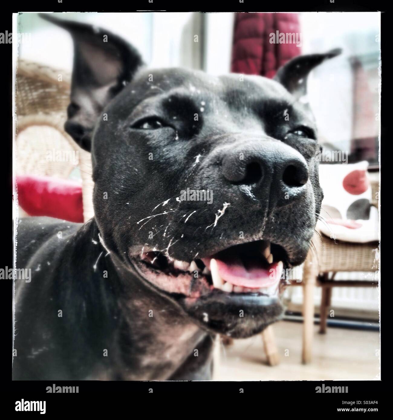 Put bull terrier hi-res stock photography and images - Alamy
