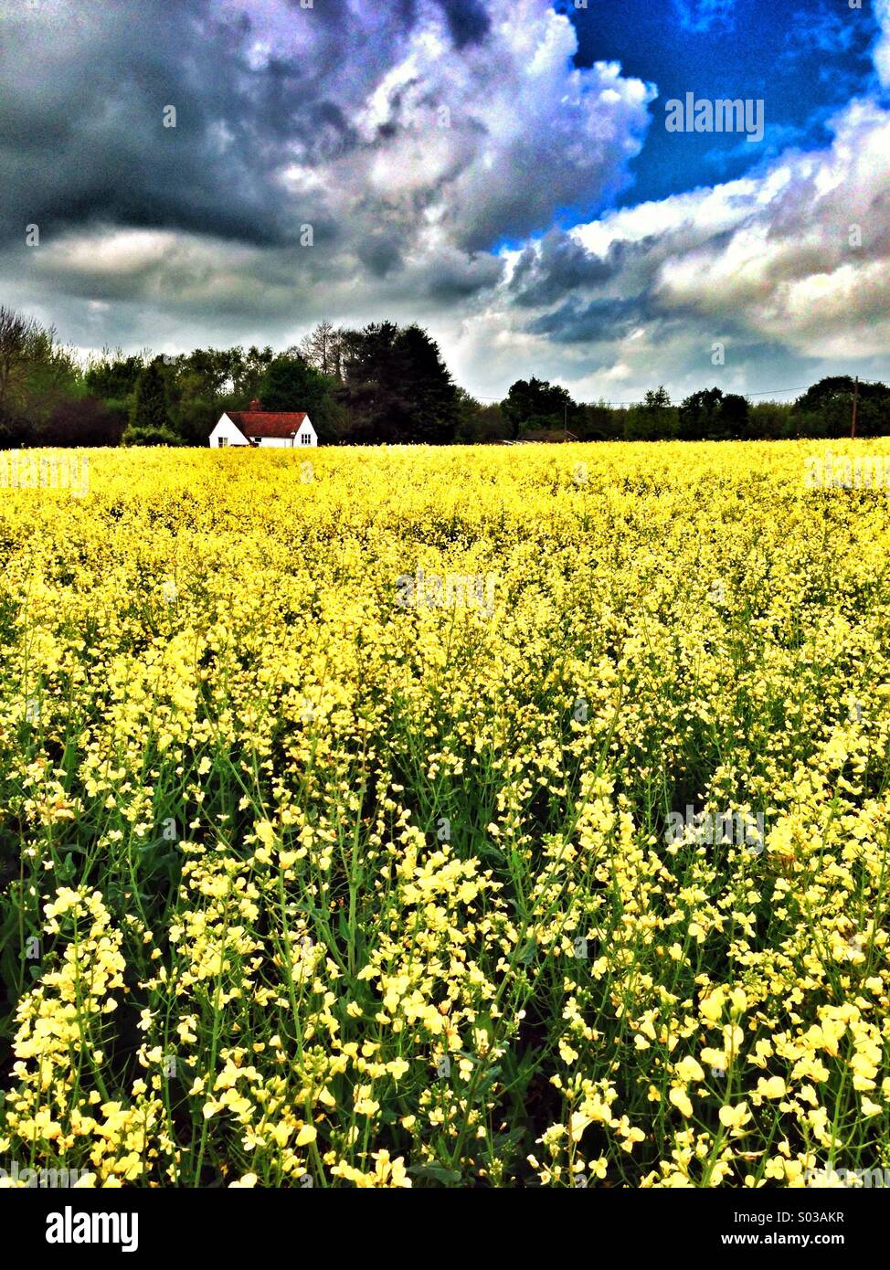A house behind a field of oil seed rape in spring Stock Photo - Alamy