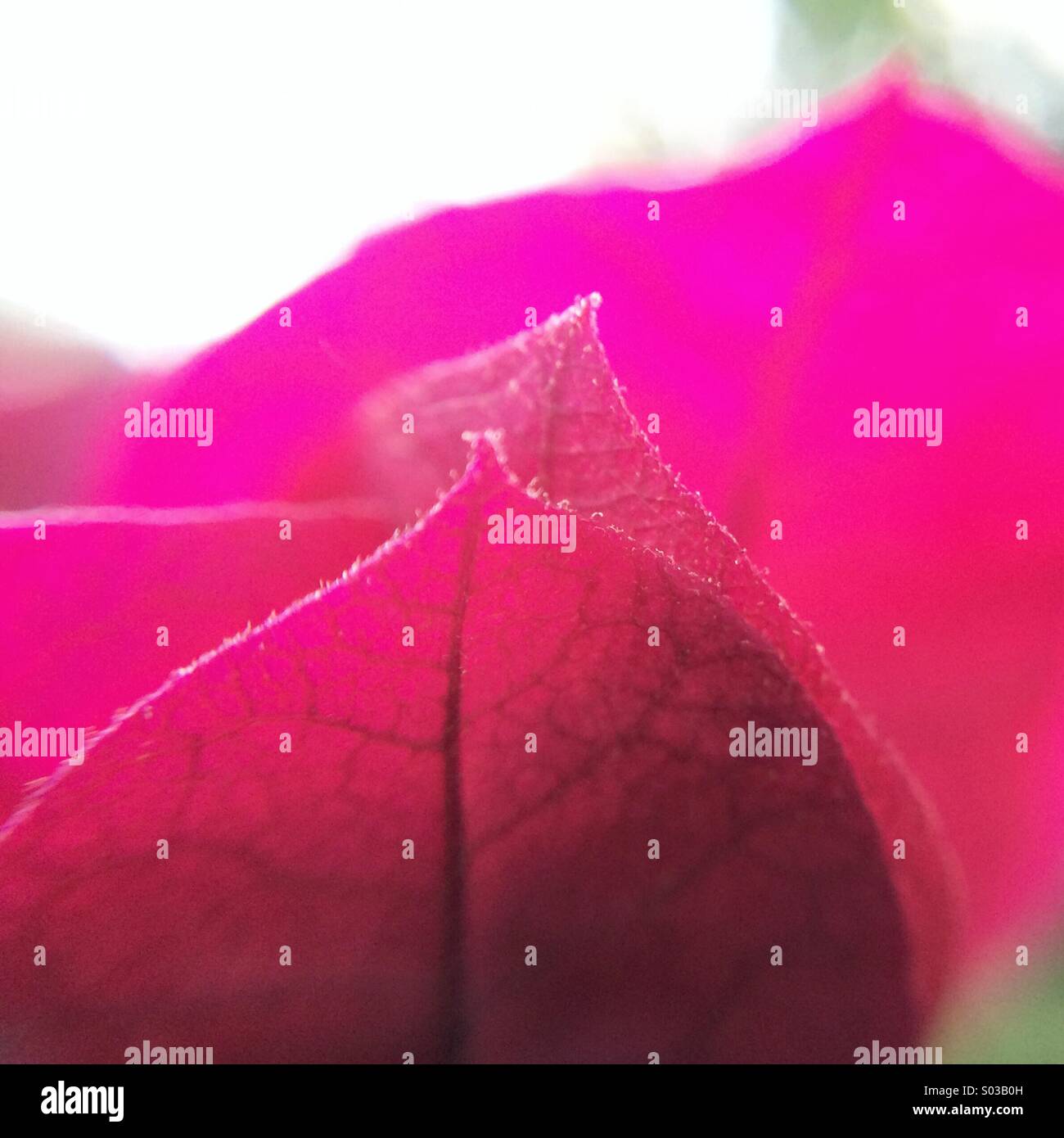Macro of the petals of a fuchsia Bougainville flower. Stock Photo