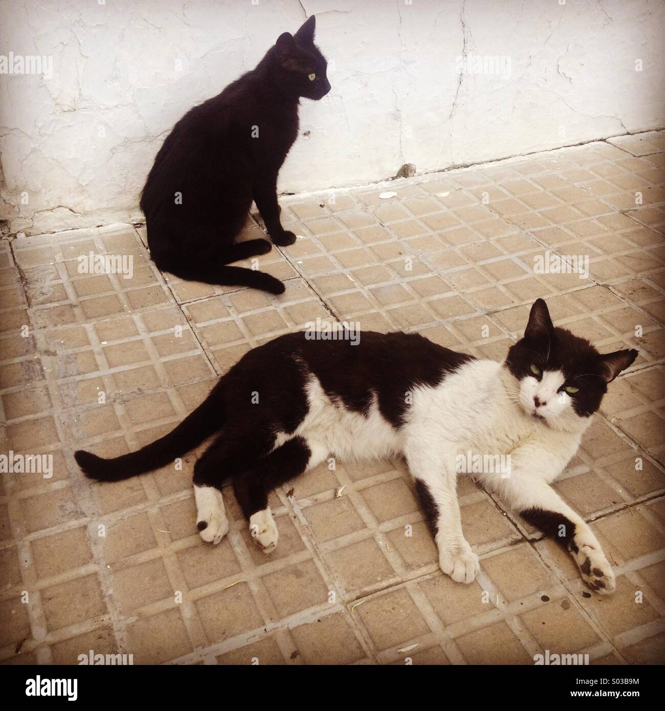 A cat lies in the floor near his mother in Prado del Rey, Sierra de Cadiz, Andalusia, Spain - Smartphone Captured Stock Image
