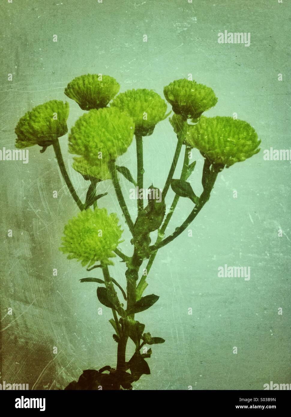 Green chrysanthemum flowers Stock Photo Alamy
