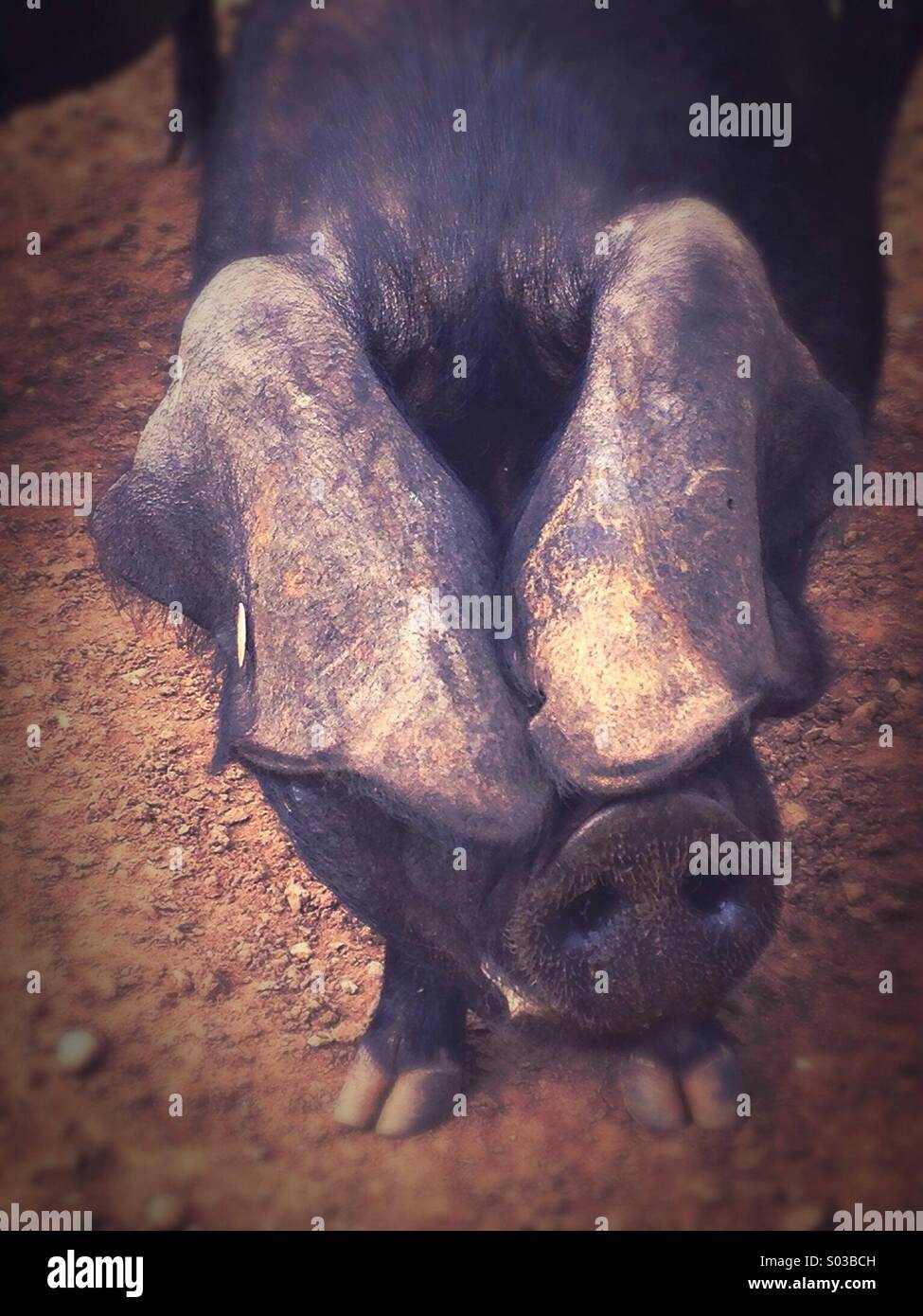 Large black pig stock photo alamy