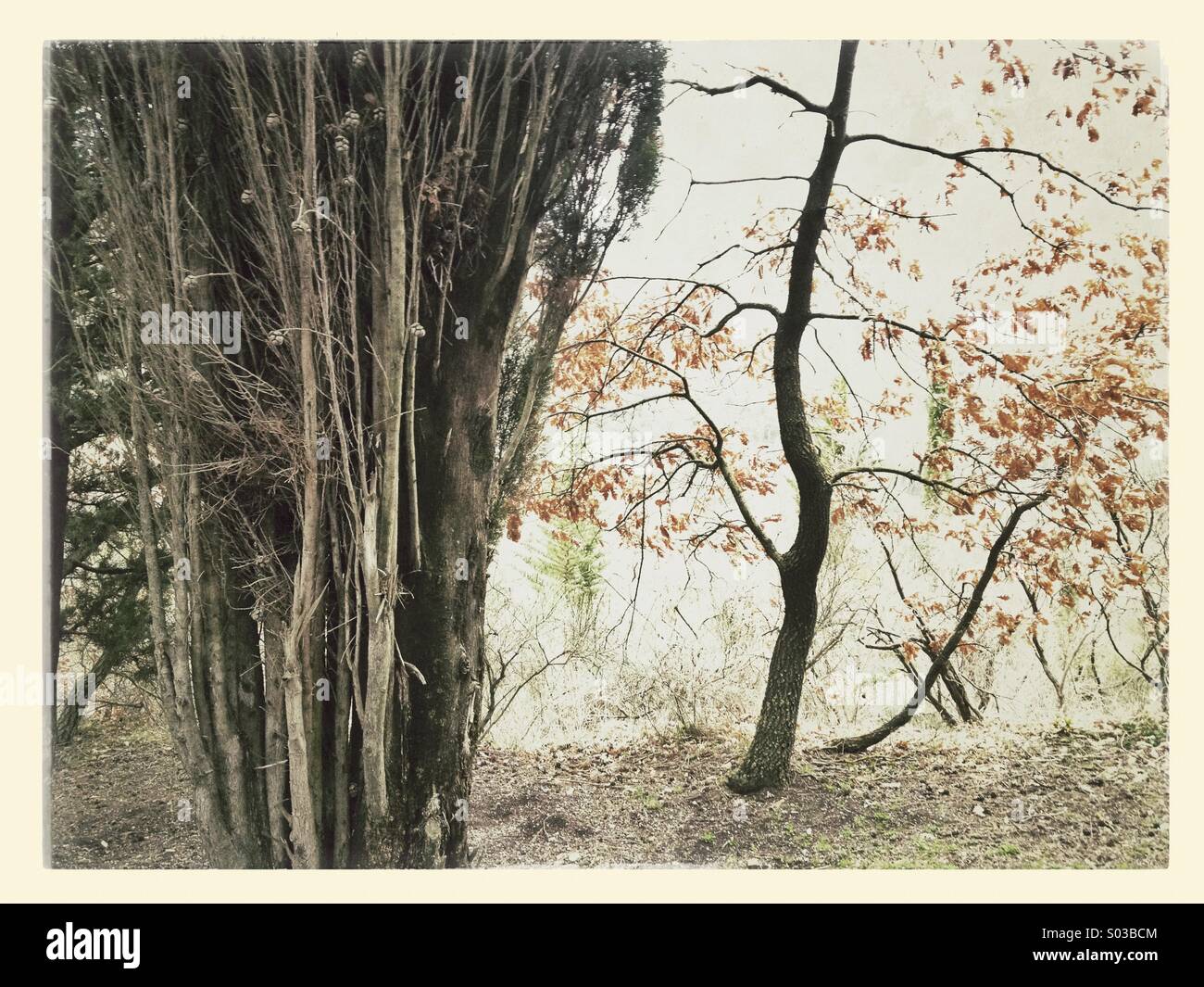 Winter landscape with trees and mist Stock Photo - Alamy
