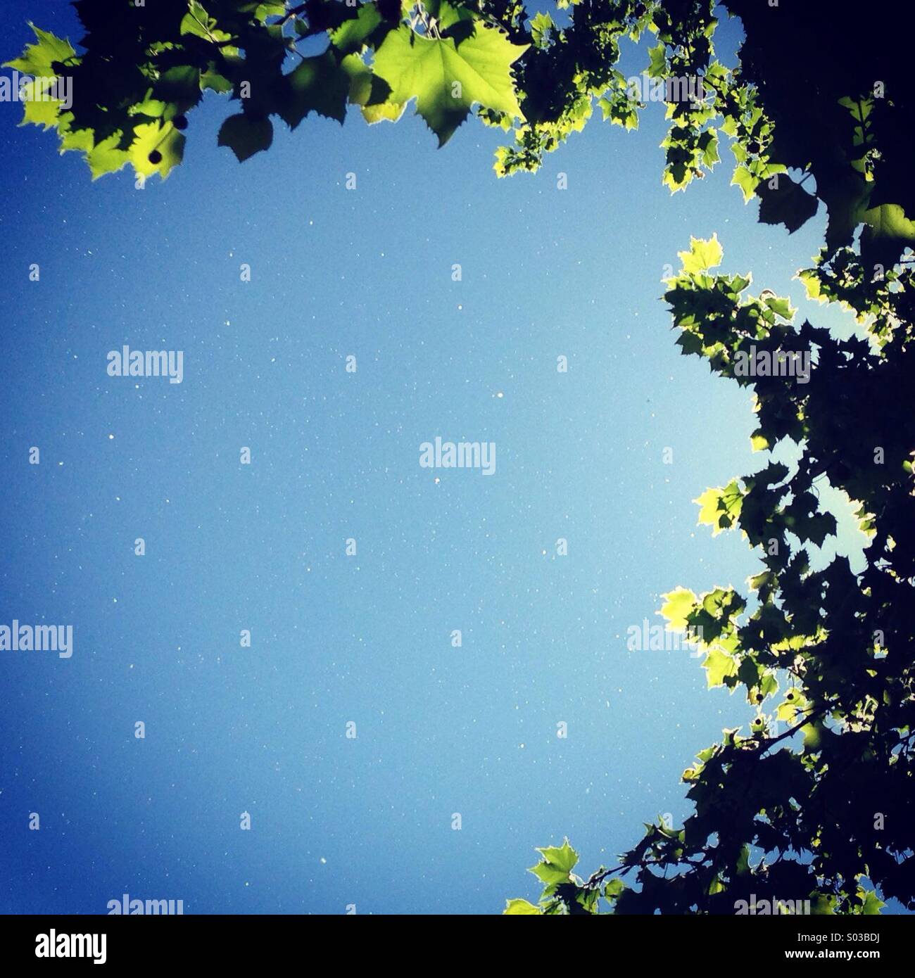 Pollen flying between the trees - Smartphone Captured Stock Image