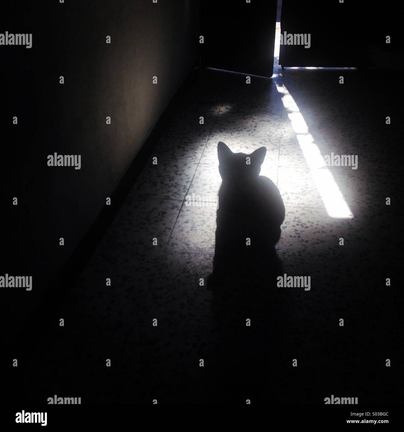 Silhouette of a cat in front of a door in a home in Prado del Rey, Sierra de Cadiz, Andalusia, Spain - Smartphone Captured Stock Image