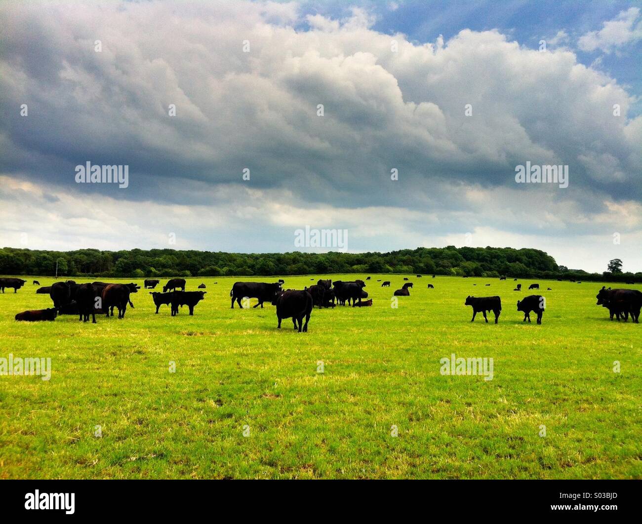Angus beef cattle grazing at grass in Shropshire, England, UK Stock Photo