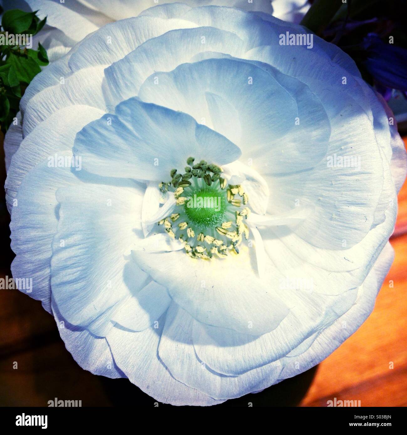 Flower in full bloom Stock Photo Alamy