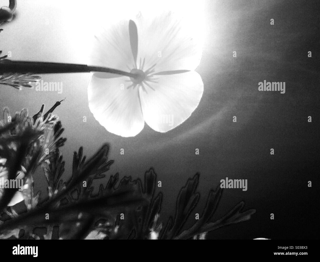 California poppy looking into the sun - Smartphone Captured Stock Image