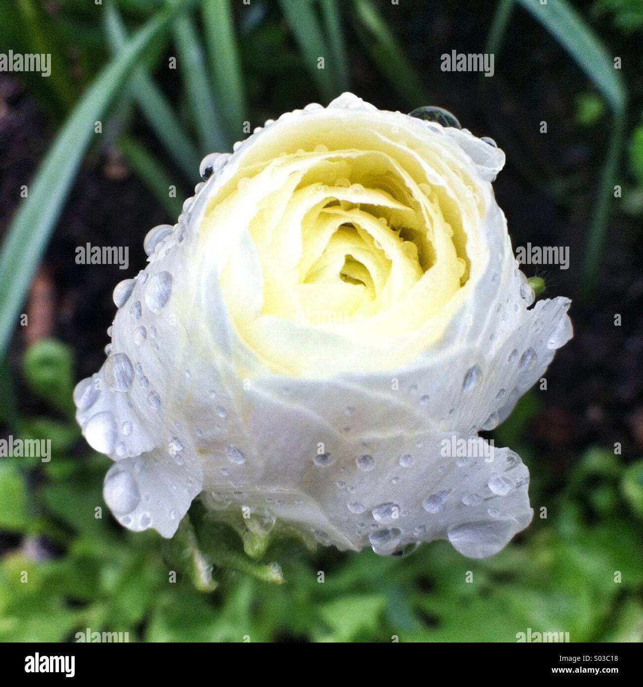 White peony flower with dew drops in a garden setting during morning hours - Smartphone Captured Stock Image