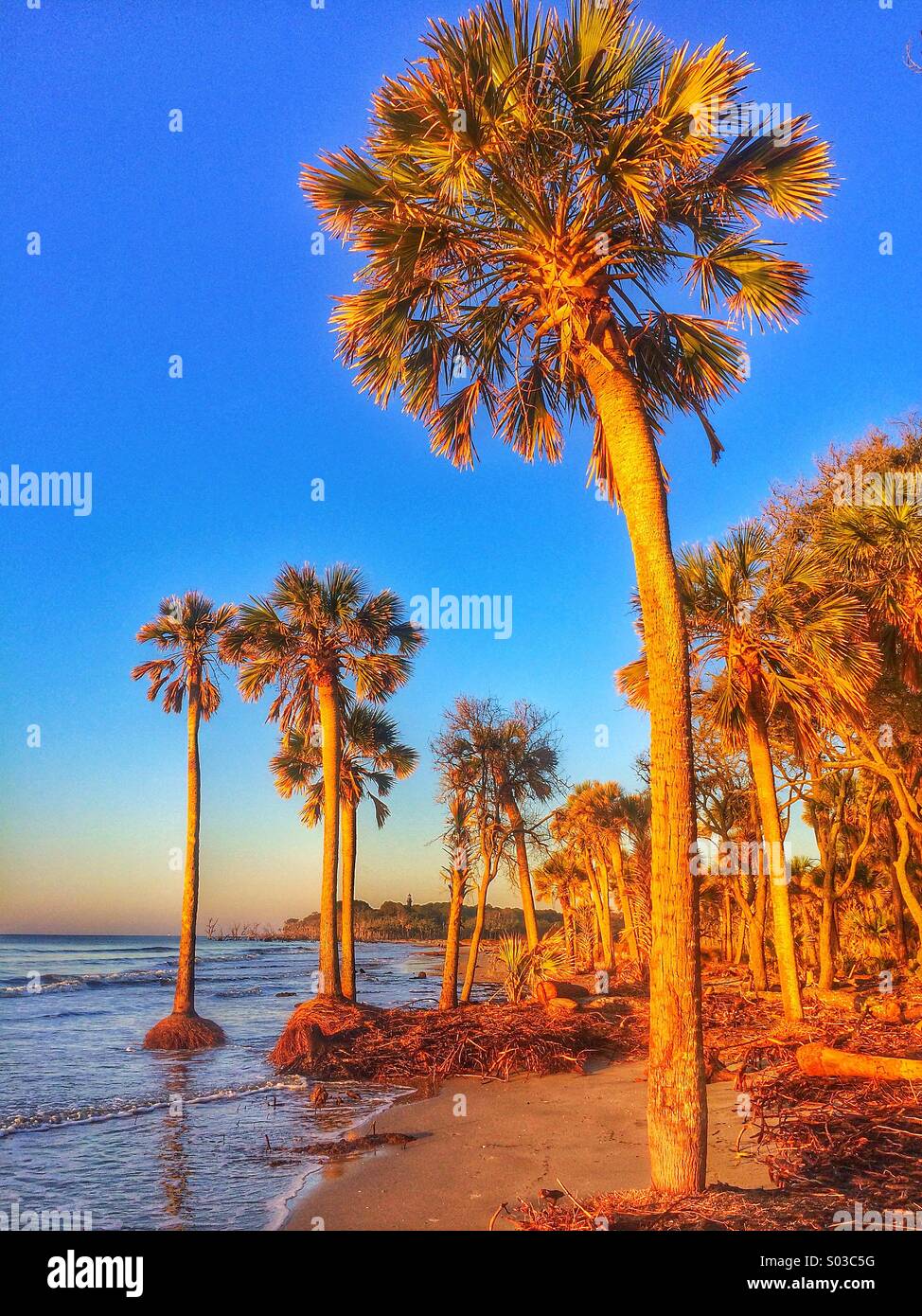 Palm trees at Hunting Island South Carolina Stock Photo Alamy