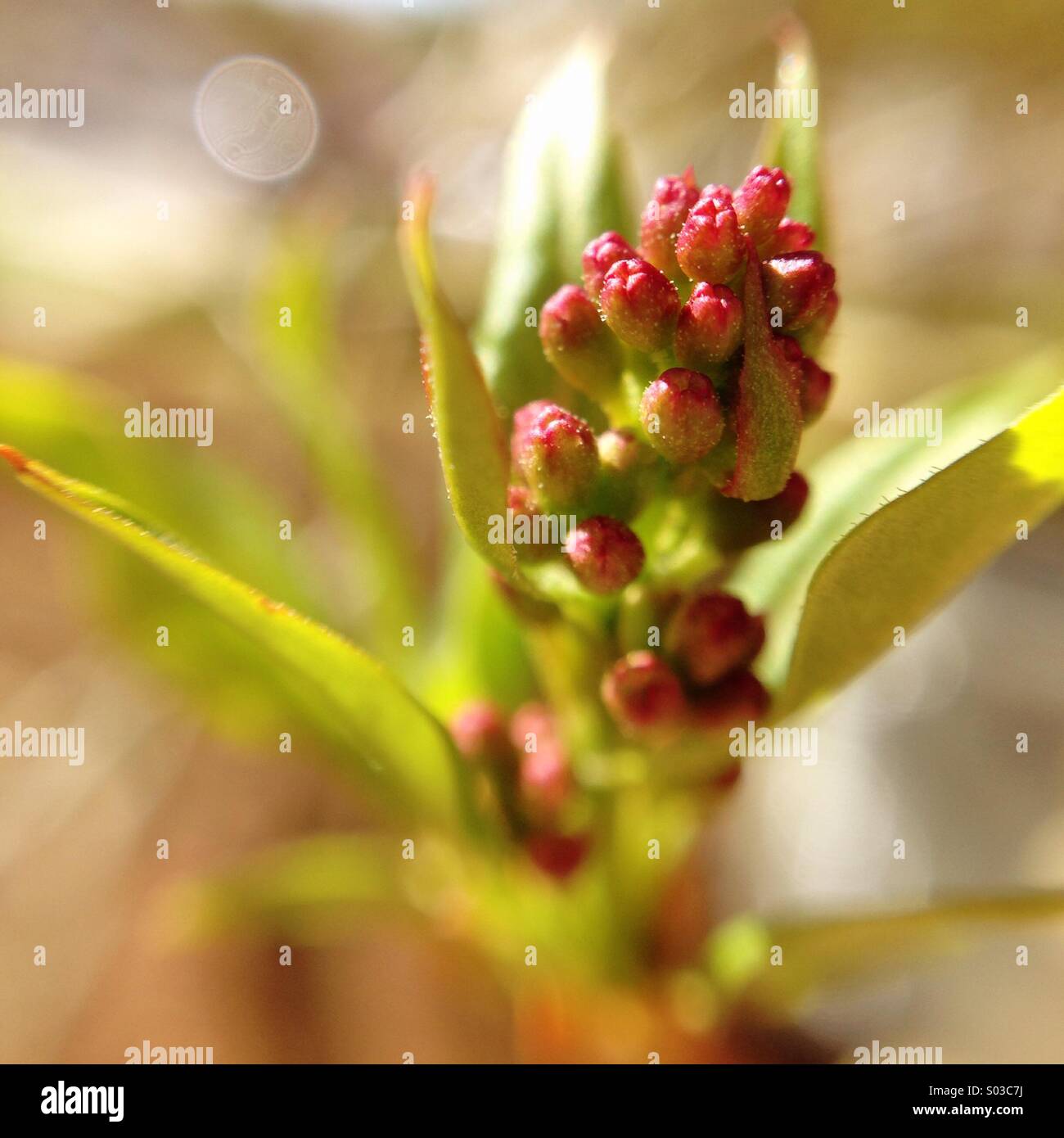 Tiny lilac buds. - Smartphone Captured Stock Image