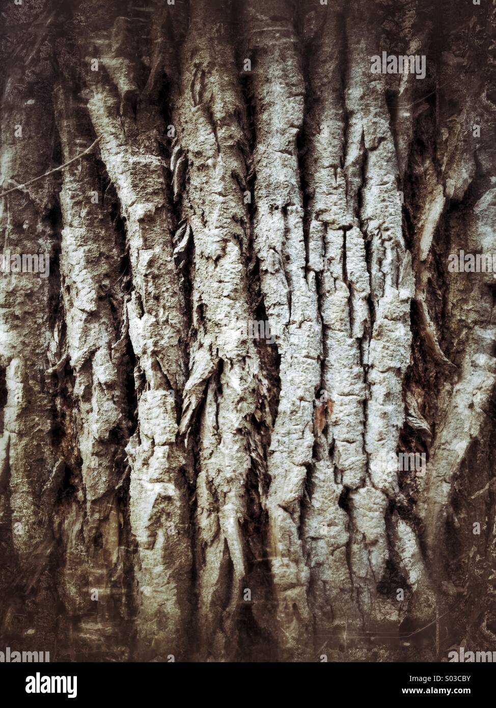 Detail of very rough bark on tree - Smartphone Captured Stock Image