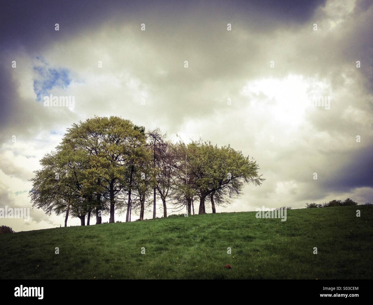Bredon hill copse, Worcestershire, England, UK Stock Photo Alamy