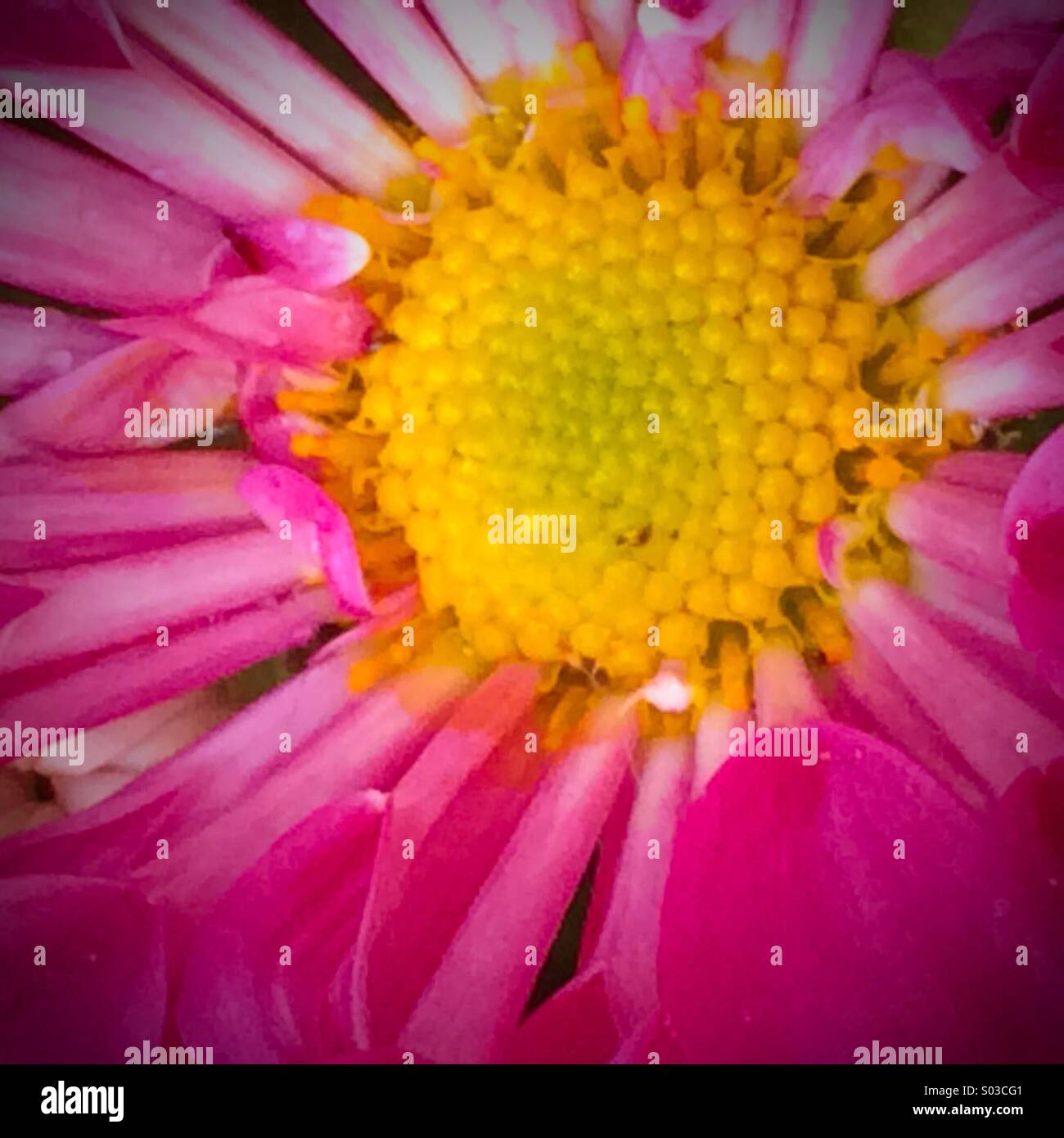 Close up of a chrysanthemum Stock Photo