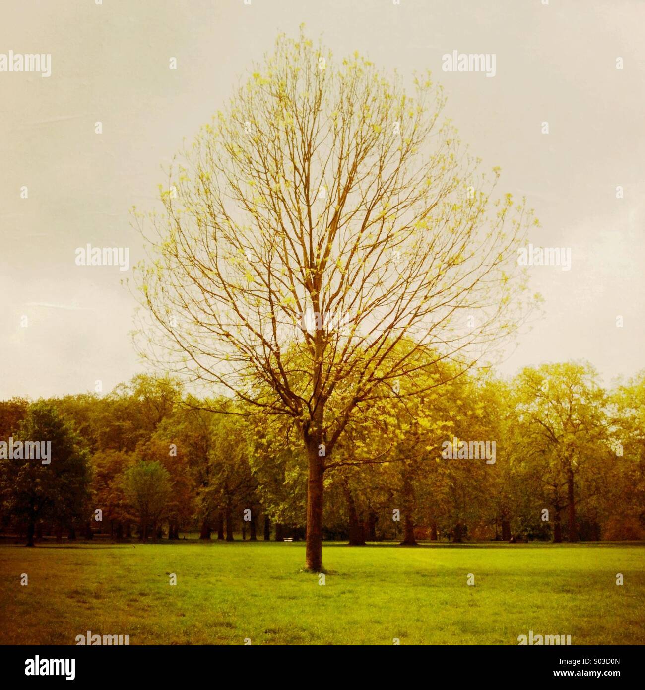 A tree in a park. London England UK. - Smartphone Captured Stock Image