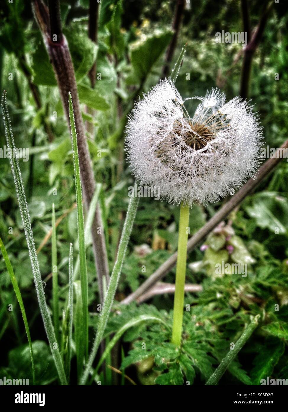 Dandelion clock covered in dew on an early morning - Smartphone Captured Stock Image