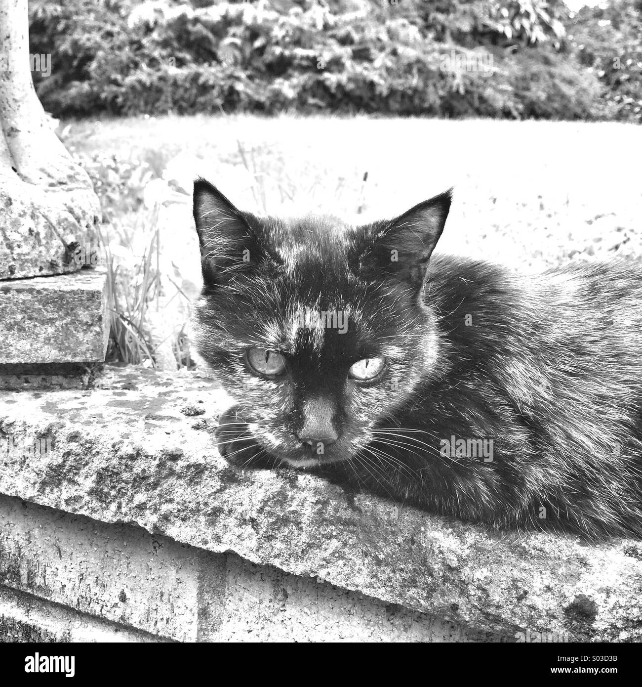 Tabby cat on garden wall Stock Photo