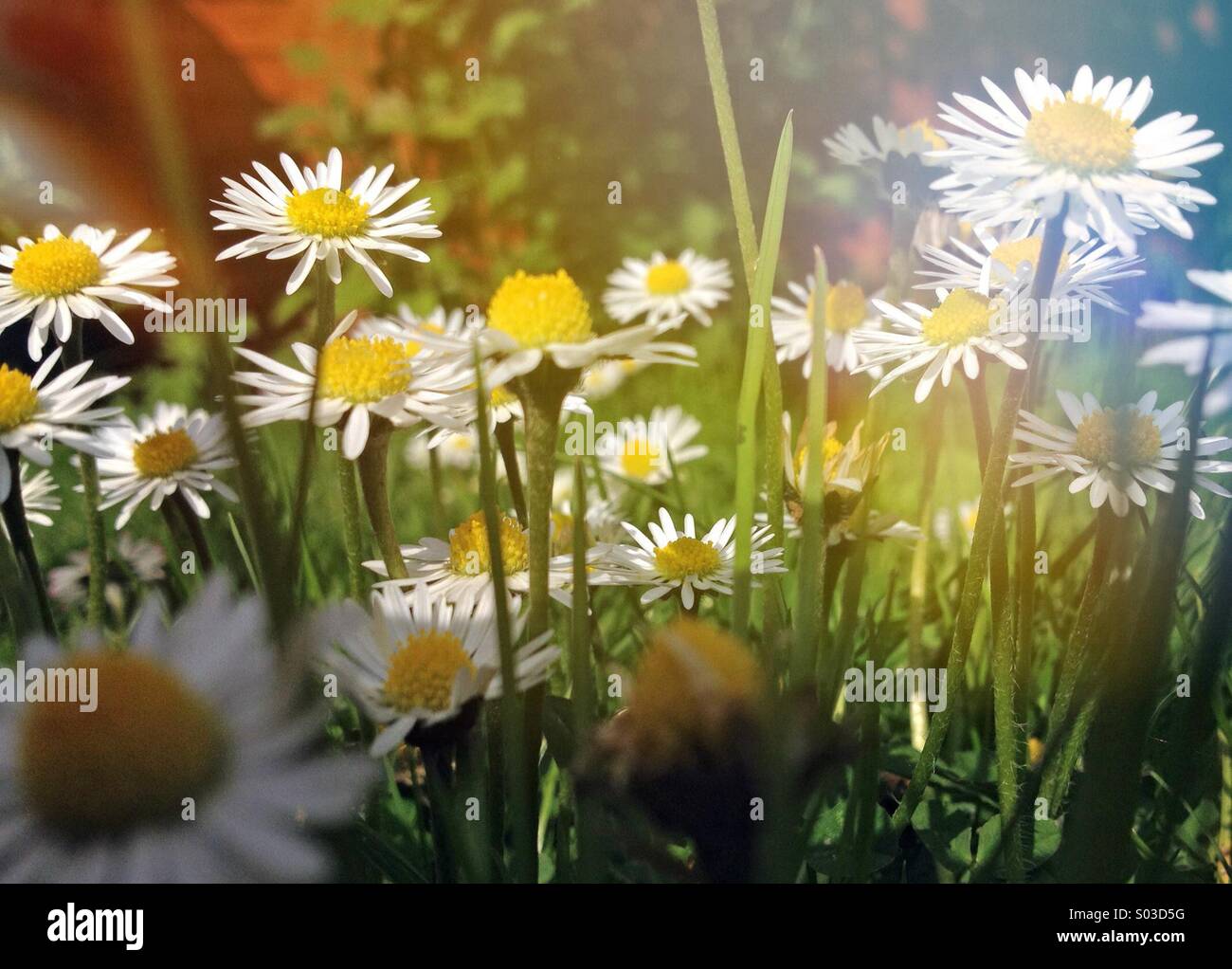 Snails eye view hires stock photography and images Alamy