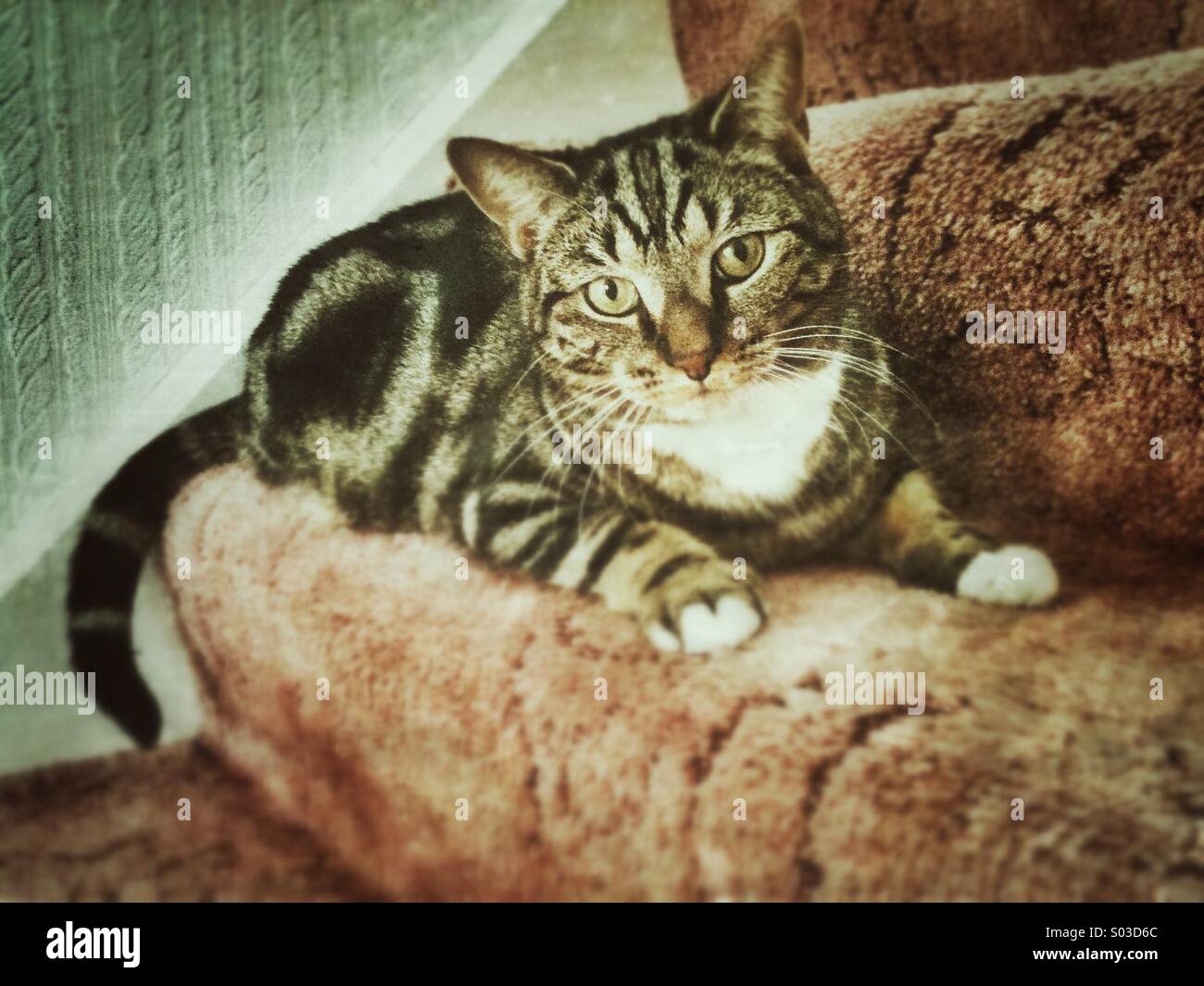 Portrait of a Tabby cat sitting on the stairs. - Smartphone Captured Stock Image