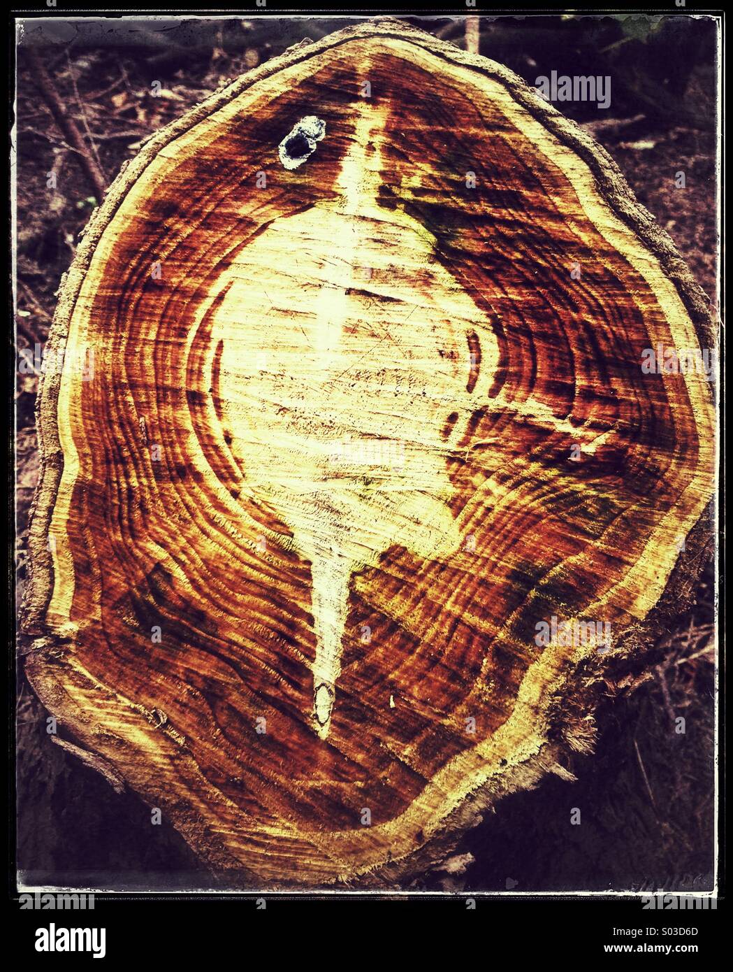 Tree rings on freshly cut trunk - Smartphone Captured Stock Image