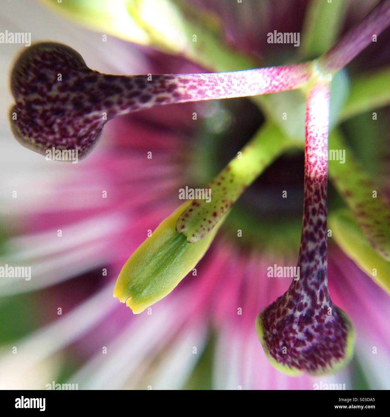 Macro of a passion fruit flower Stock Photo Alamy
