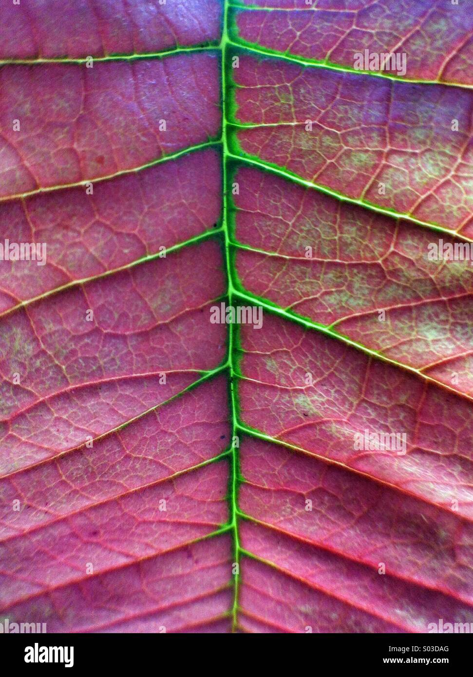 poinsettia flower leaf - Smartphone Captured Stock Image