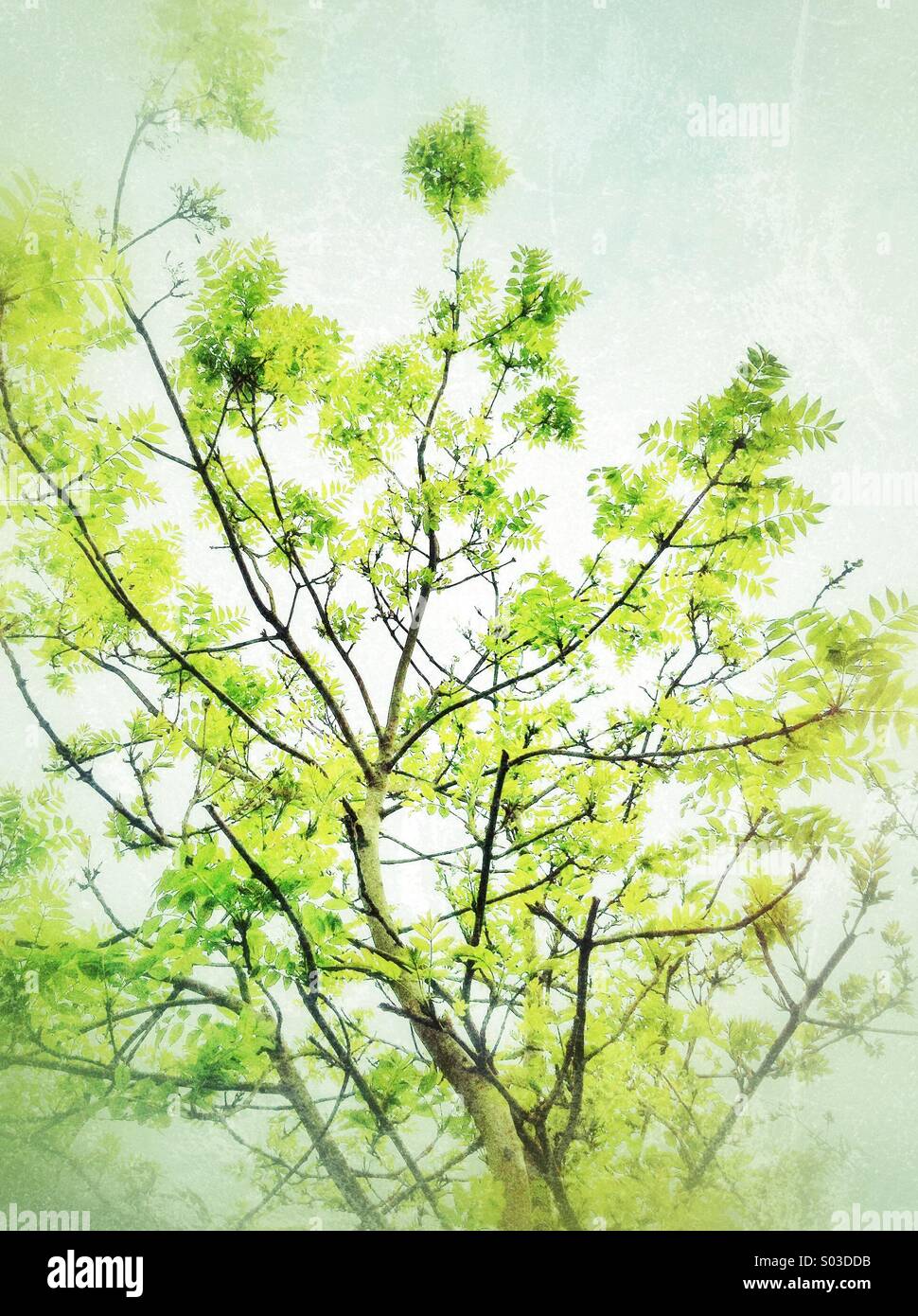 Green spring leaves tree Stock Photo