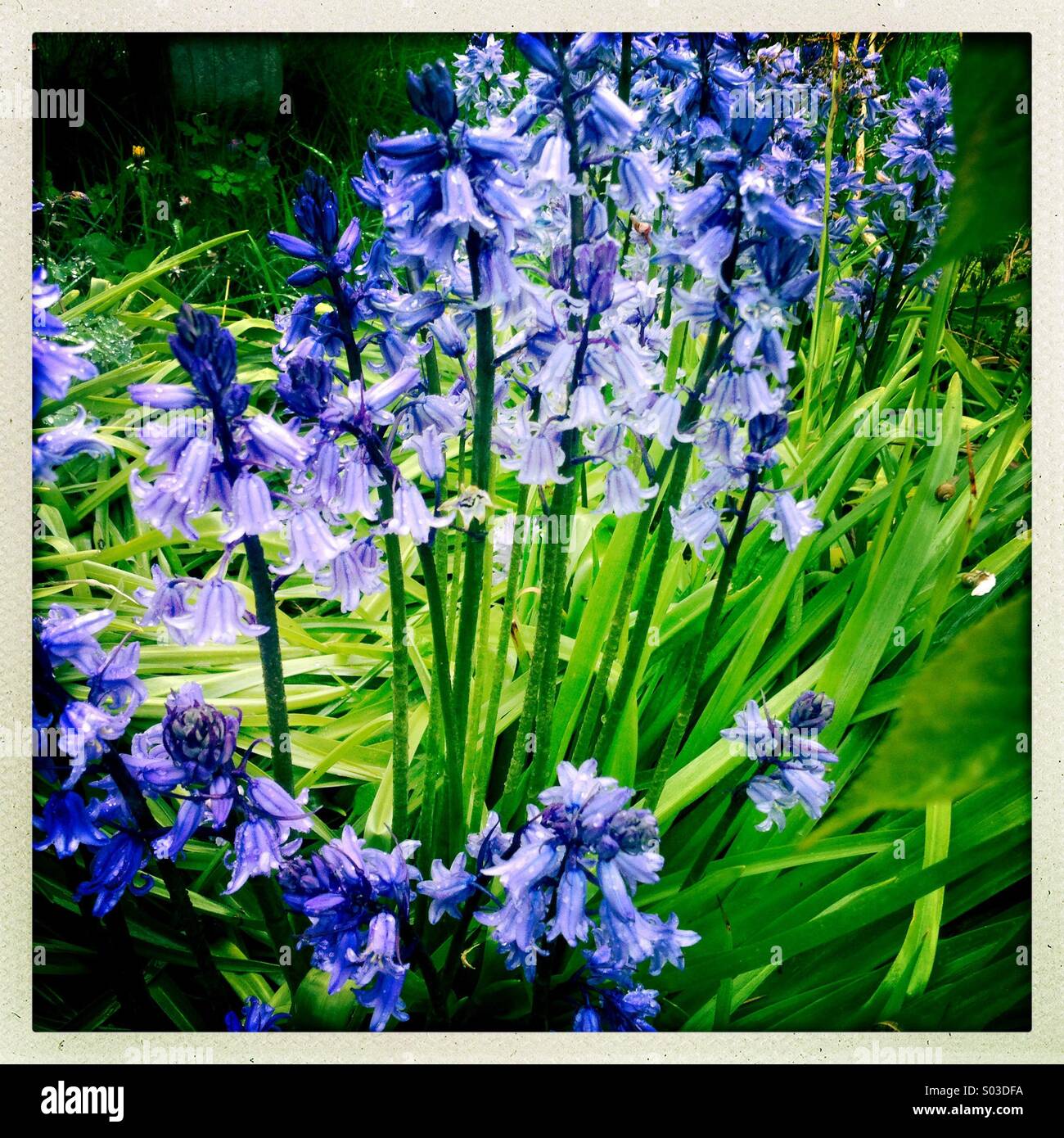 Bluebells Stock Photo - Alamy