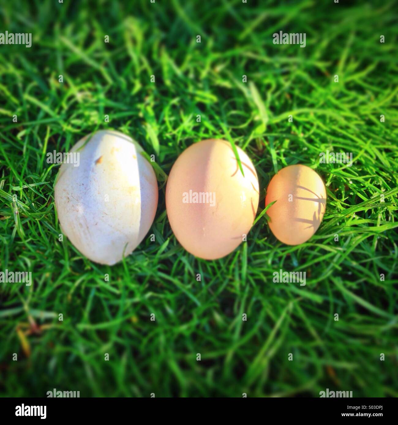 Bantam chicken eggs of various sizes against grassy background Stock