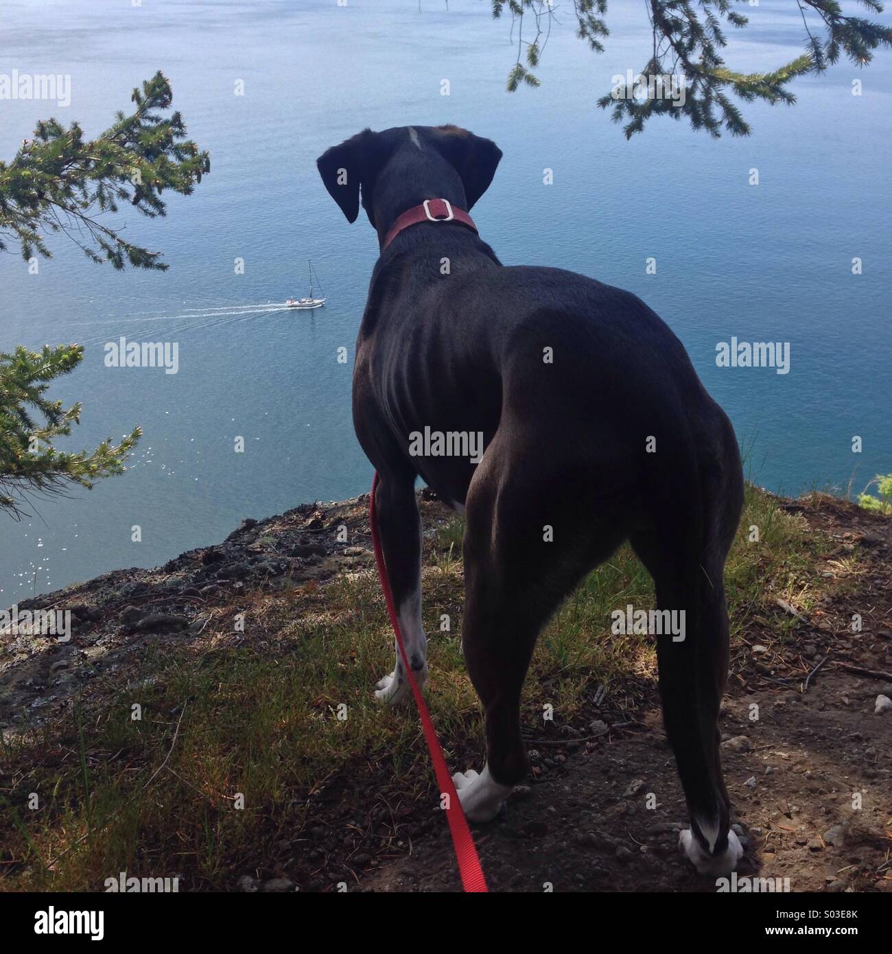 Dark brown dog high on cliff overlooking ocean with boat going by. Stock Photo