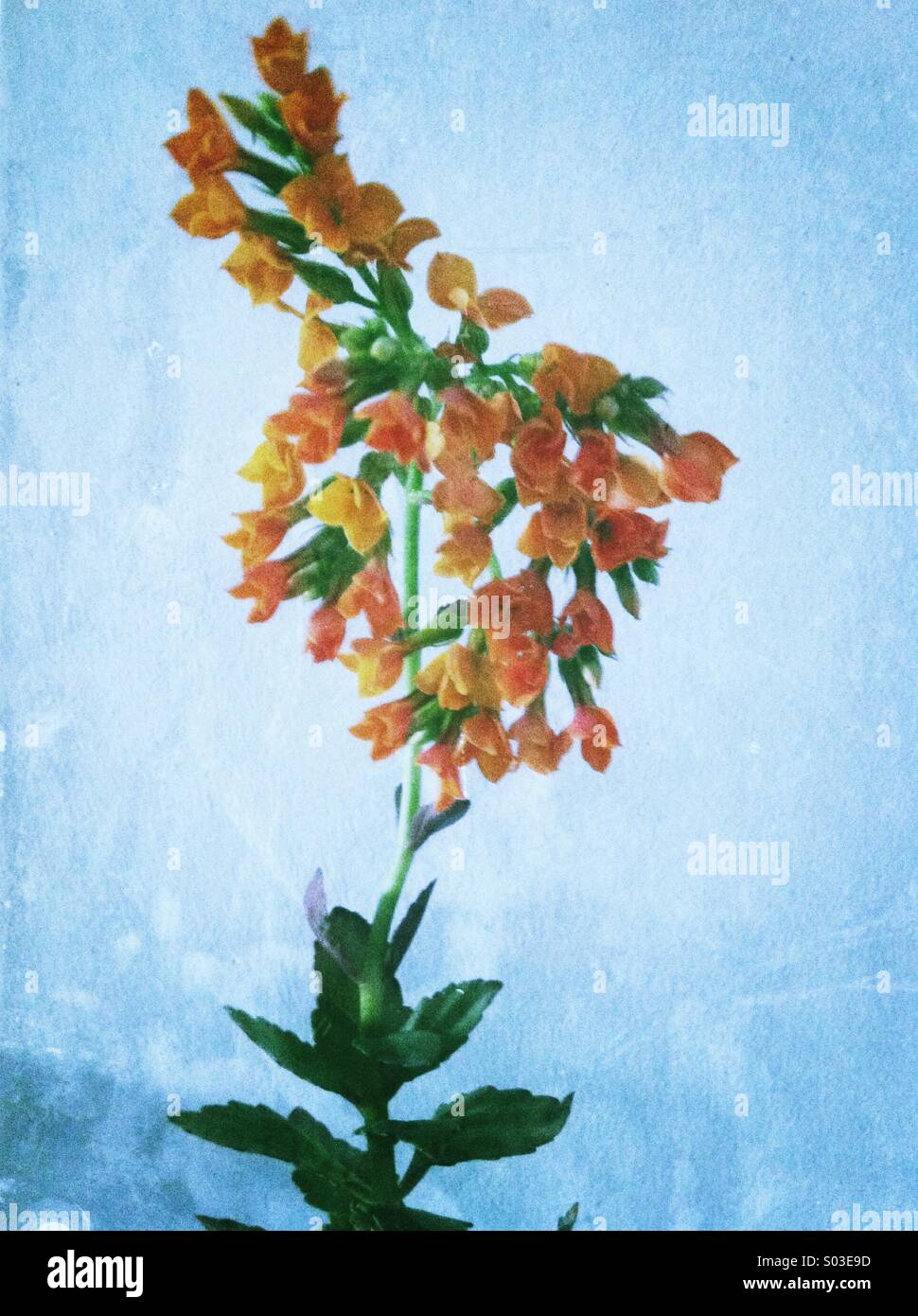 Orange flowering plant Stock Photo