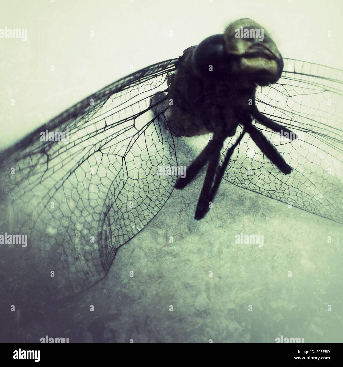 Dragonfly - Smartphone Captured Stock Image