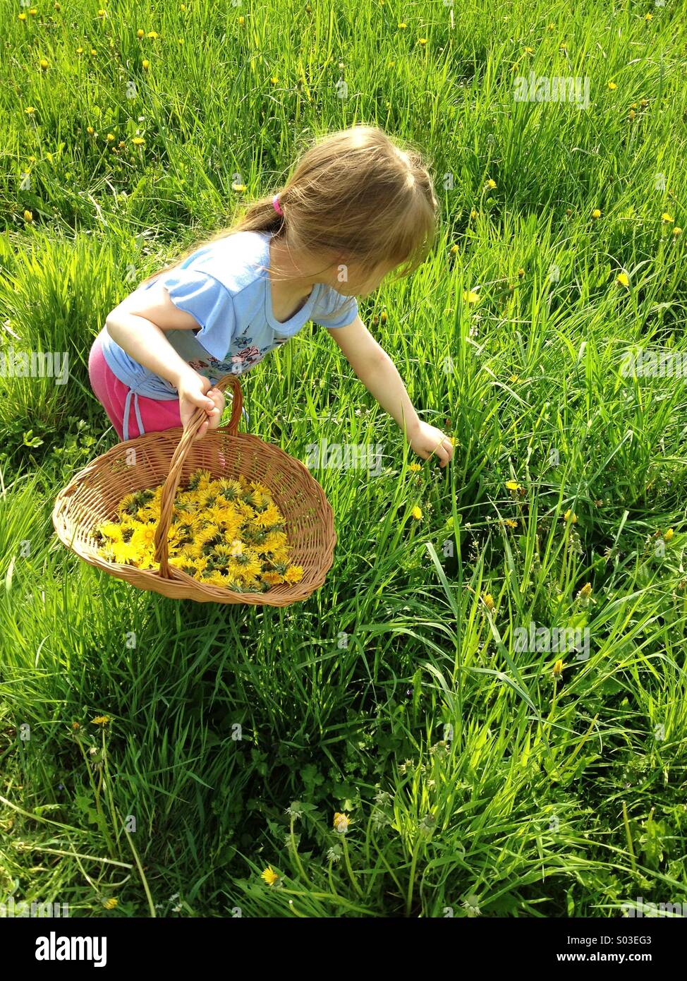 Little girl picking up dandelion flowers to the basket Stock Photo Alamy