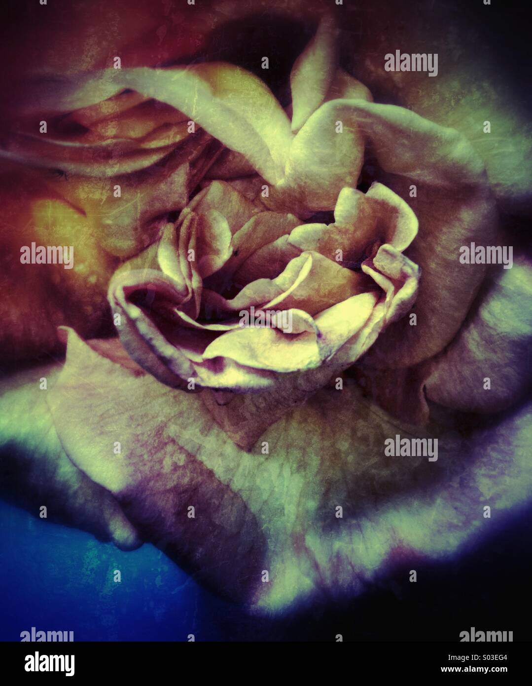 Dead pink rose hi-res stock photography and images - Alamy