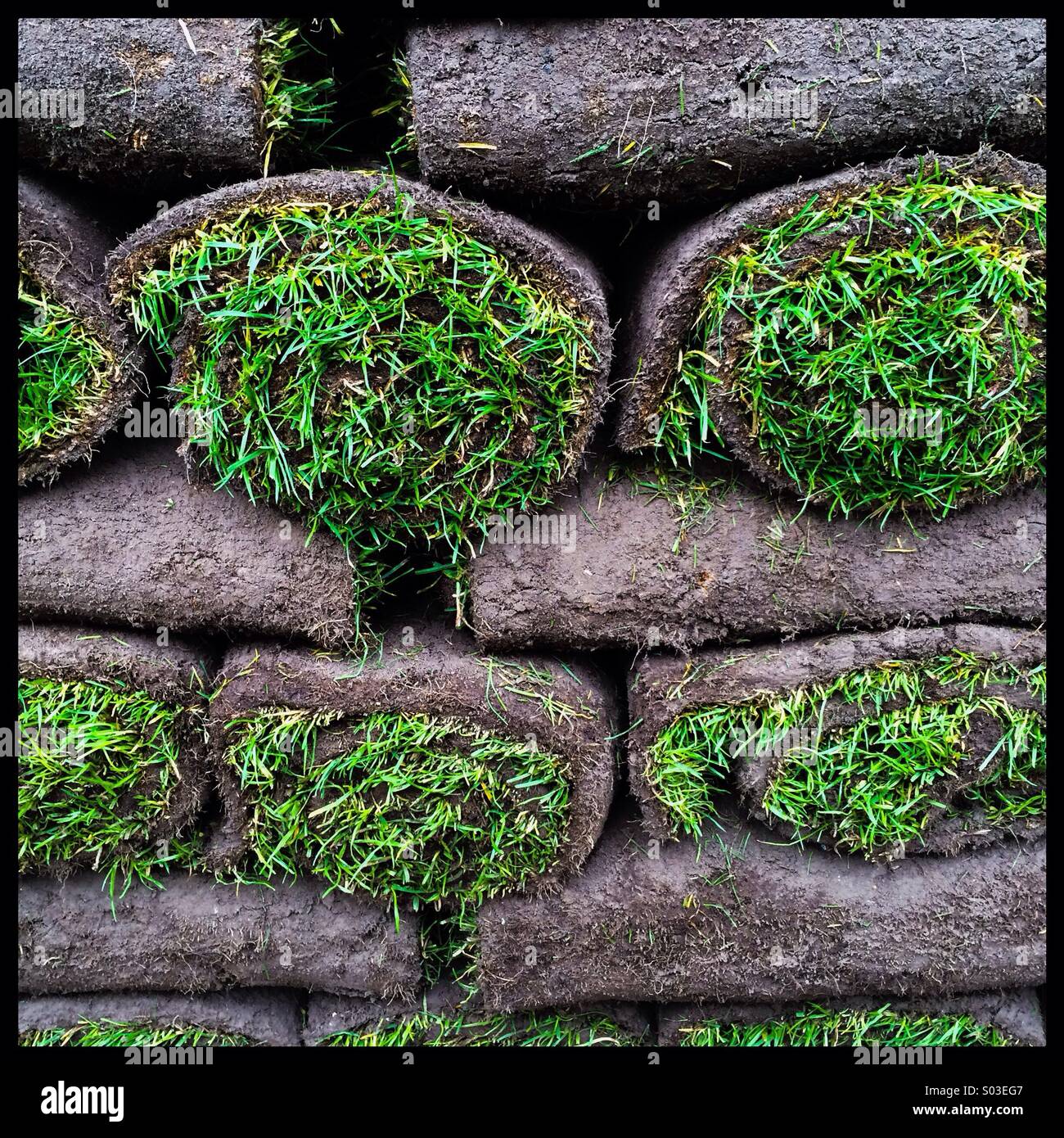 Grass turf rolls Stock Photo