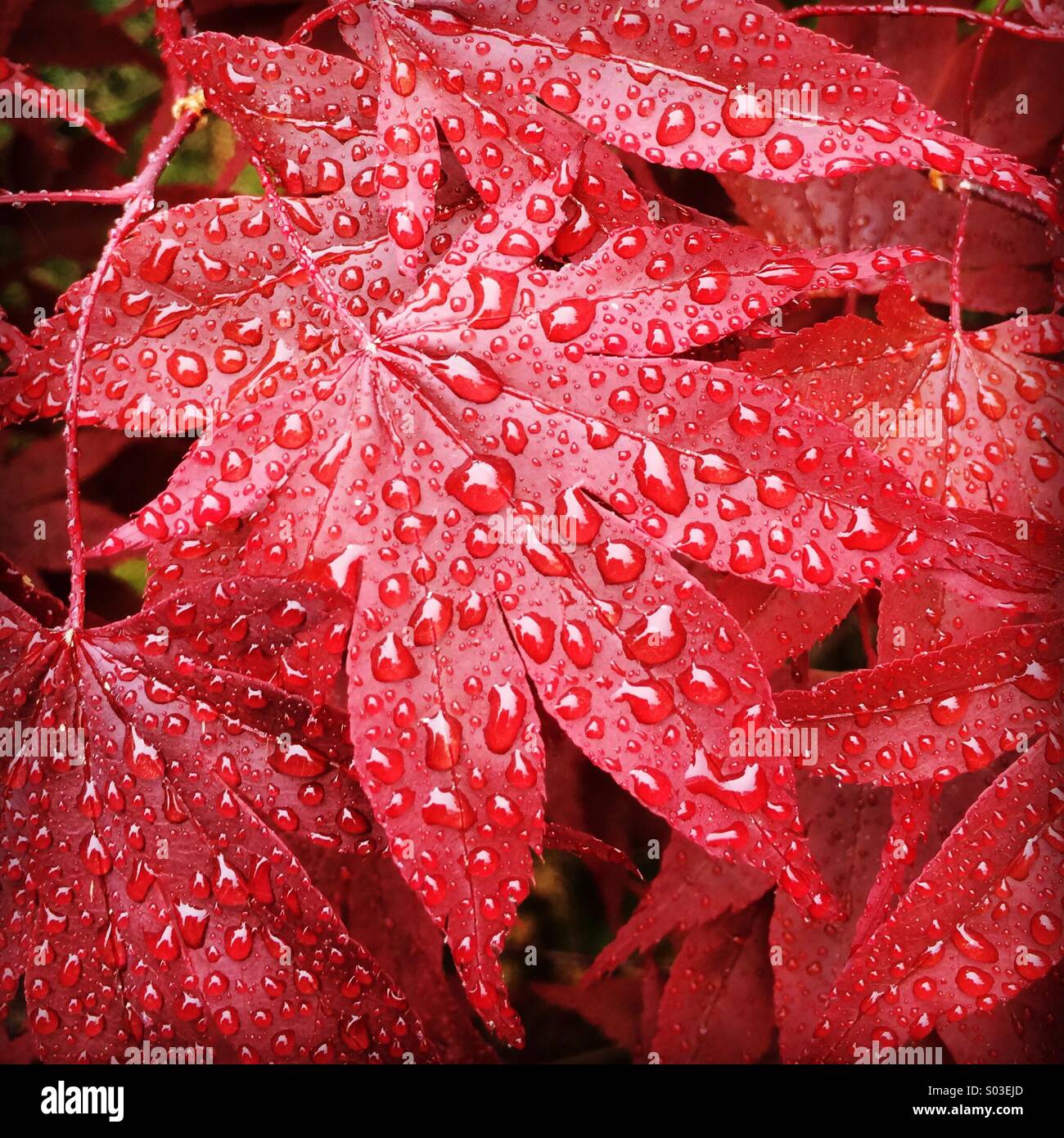 Red Japanese Maples in rain, Oregon Stock Photo