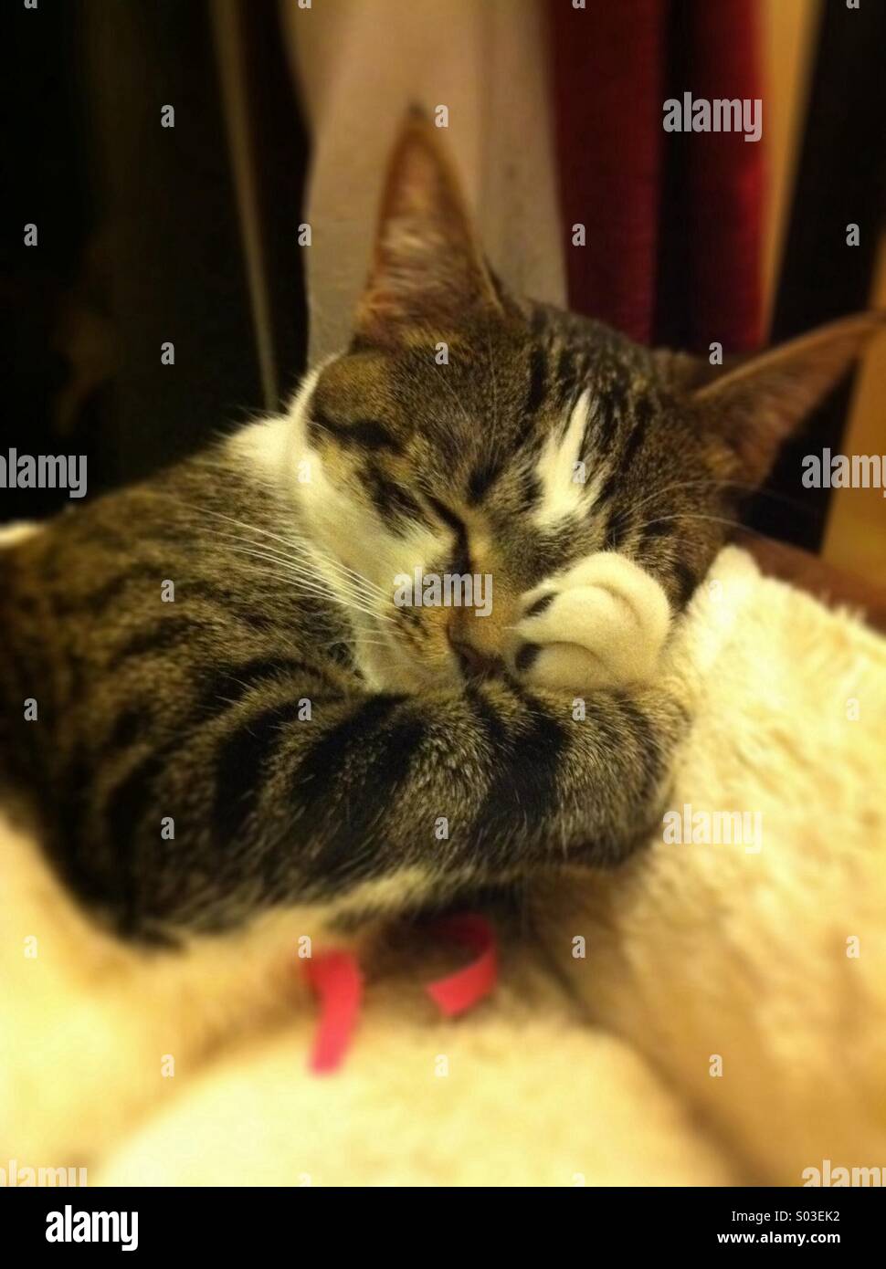 Cat takes a nap. Stock Photo