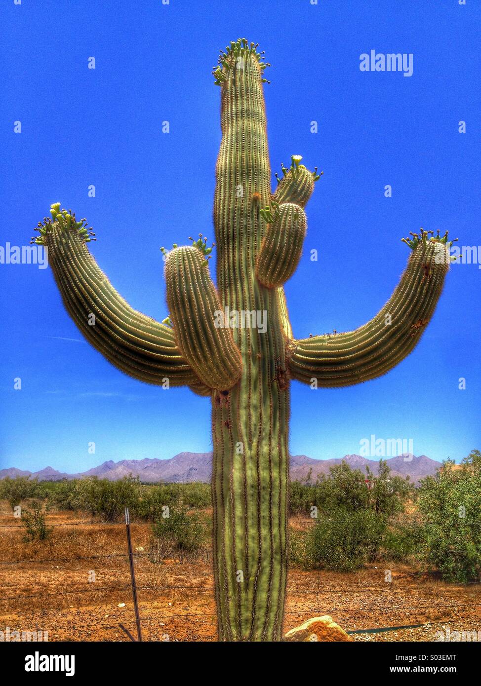 Saguaro in Bloom Stock Photo - Alamy