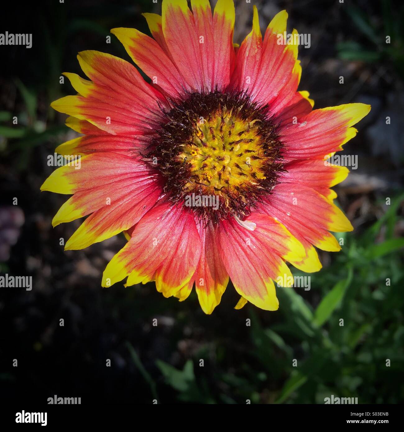 Indian Blanket Flower growing wild in Florida Stock Photo Alamy
